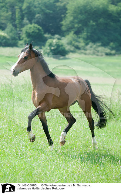 trabendes Hollndisches Reitpony / trotting Dutch Riding Pony / NS-05085