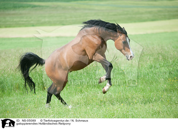 galoppierendes Hollndisches Reitpony / galloping Dutch Riding Pony / NS-05089