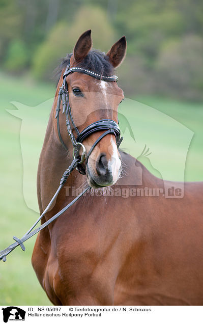 Hollndisches Reitpony Portrait / Dutch Riding Pony Portrait / NS-05097