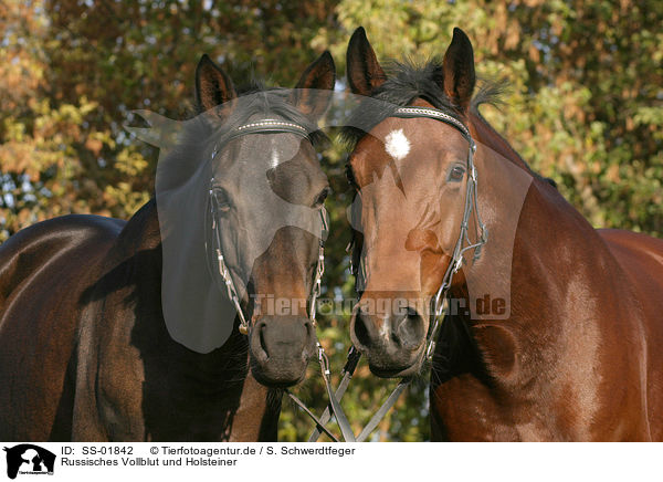 Russisches Vollblut und Holsteiner / 2 horses / SS-01842