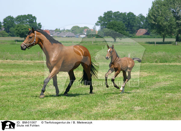 Stute mit Fohlen / Mare with Foal / BM-01067
