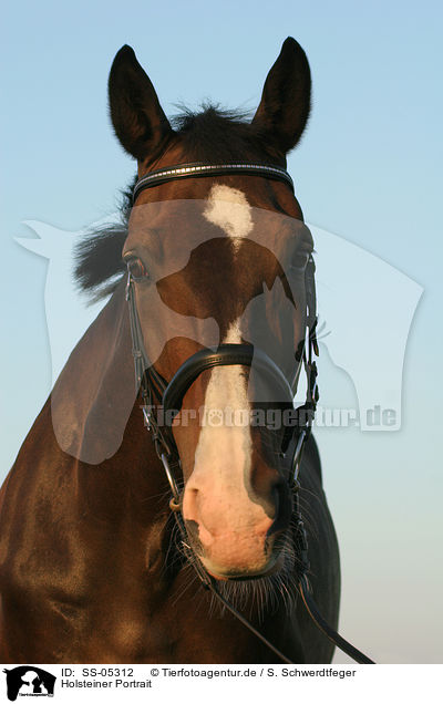 Holsteiner Portrait / holsteins horse portrait / SS-05312