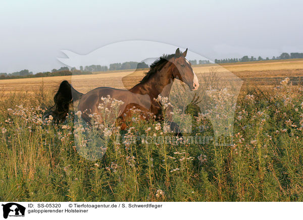 galoppierender Holsteiner / running holsteins horse / SS-05320