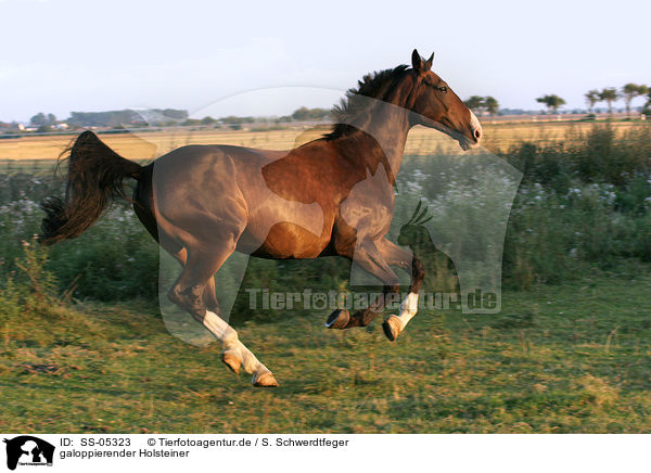 galoppierender Holsteiner / running holsteins horse / SS-05323