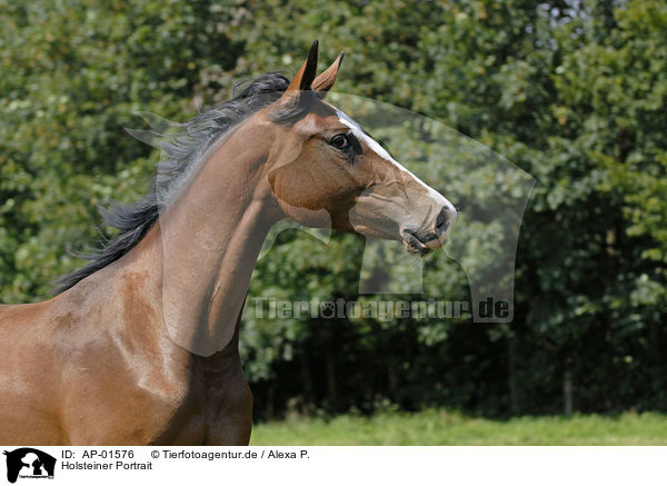 Holsteiner Portrait / horse portrait / AP-01576