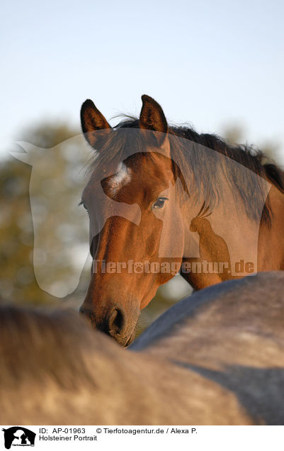 Holsteiner Portrait / horse portrait / AP-01963