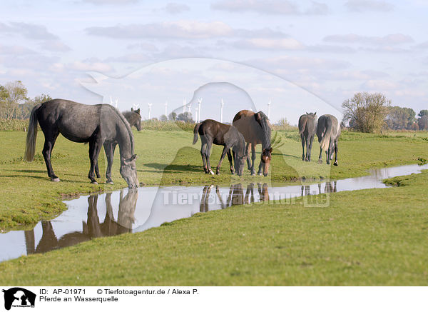 Pferde an Wasserquelle / AP-01971