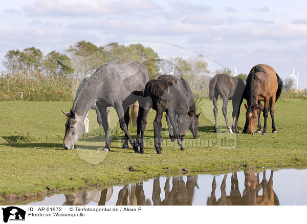 Pferde an Wasserquelle / AP-01972