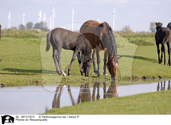 Pferde an Wasserquelle / AP-01973