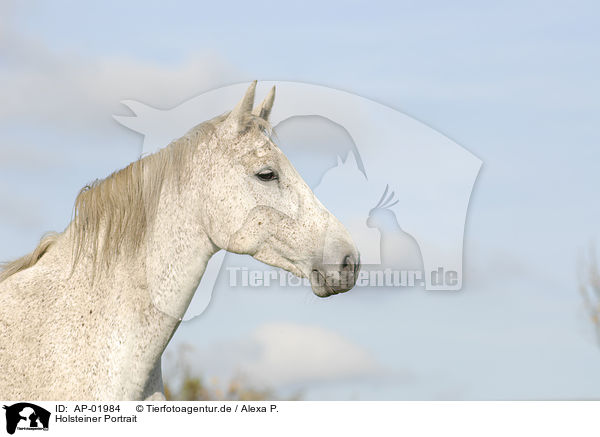 Holsteiner Portrait / horse portrait / AP-01984