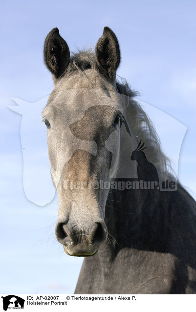 Holsteiner Portrait / horse portrait / AP-02007