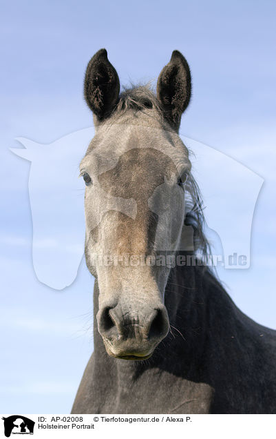 Holsteiner Portrait / horse portrait / AP-02008