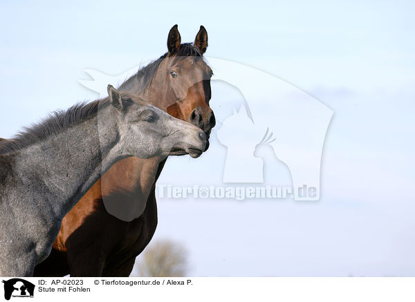 Stute mit Fohlen / mare with foal / AP-02023