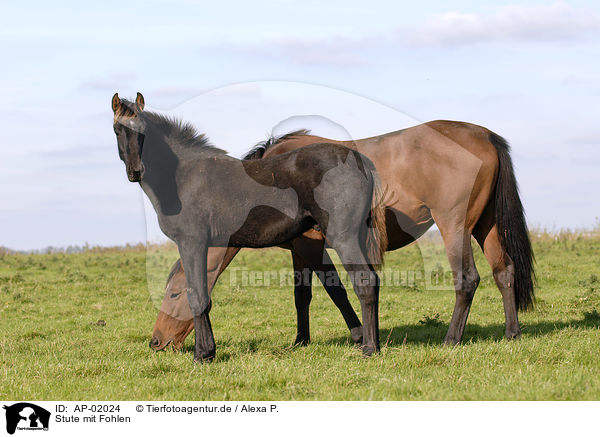 Stute mit Fohlen / mare with foal / AP-02024