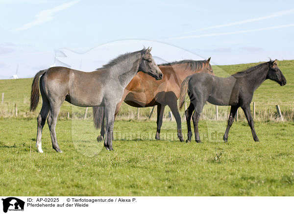 Pferdeherde auf der Weide / herd of horses on meadow / AP-02025