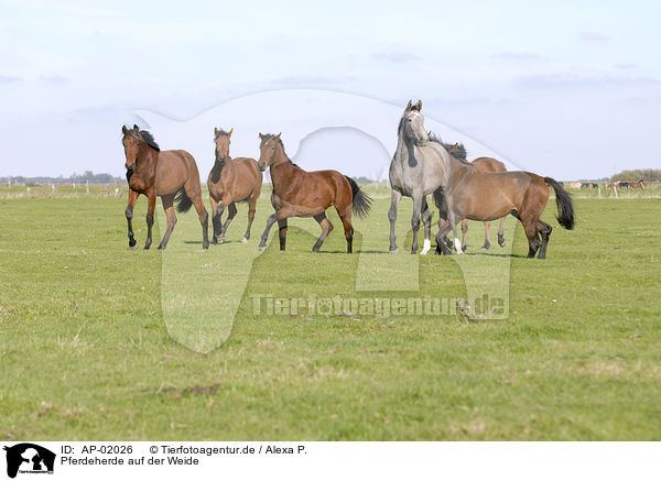 Pferdeherde auf der Weide / AP-02026
