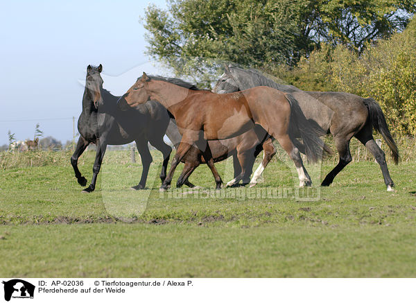 Pferdeherde auf der Weide / AP-02036