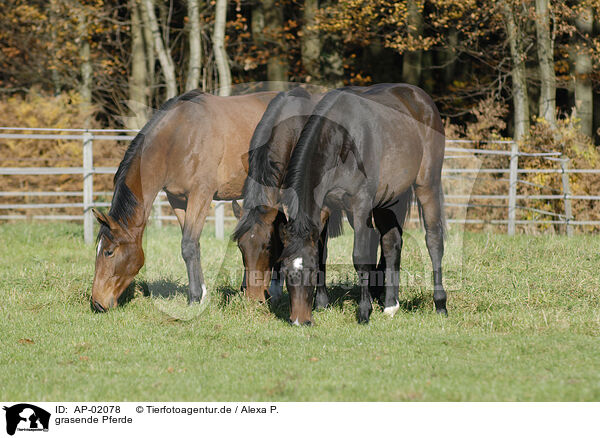 grasende Pferde / AP-02078