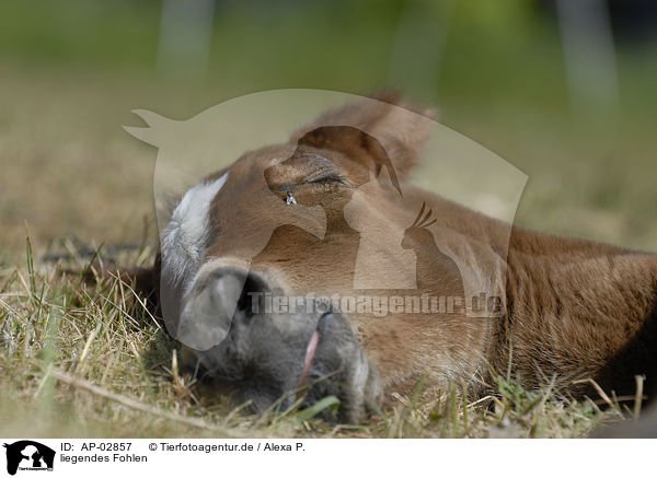 liegendes Fohlen / lying foal / AP-02857