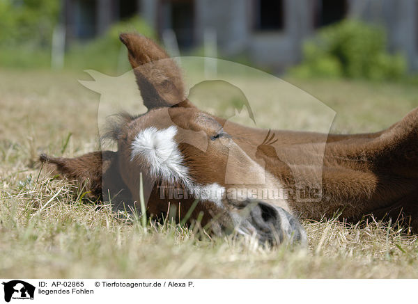 liegendes Fohlen / lying foal / AP-02865