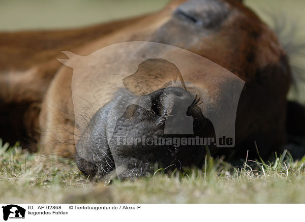 liegendes Fohlen / lying foal / AP-02868