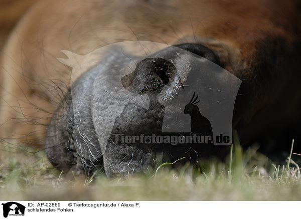 schlafendes Fohlen / sleeping foal / AP-02869