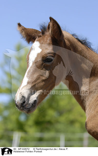 Holsteiner Fohlen Portrait / foal portrait / AP-02872