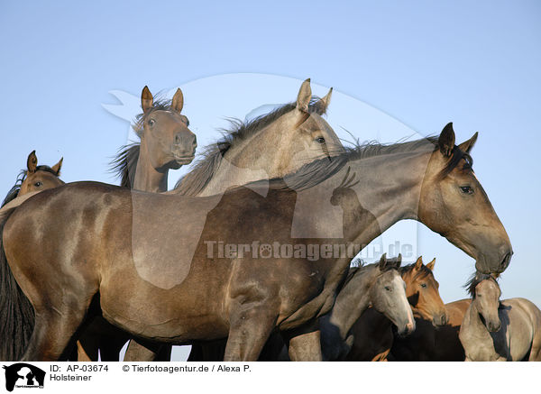 Holsteiner / Holstein Horses / AP-03674