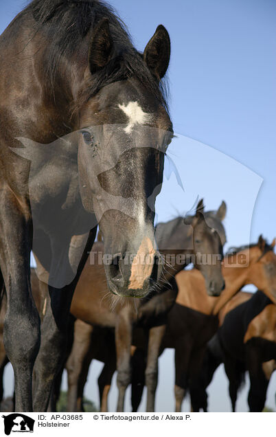 Holsteiner / Holstein Horses / AP-03685