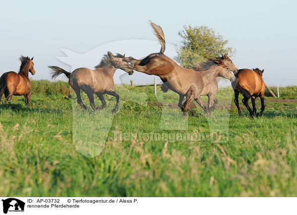 rennende Pferdeherde / running herd of horses / AP-03732