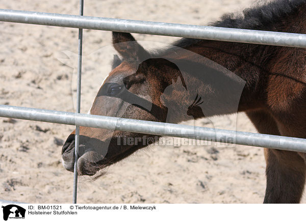 Holsteiner Stutfohlen / holsteiner foal / BM-01521