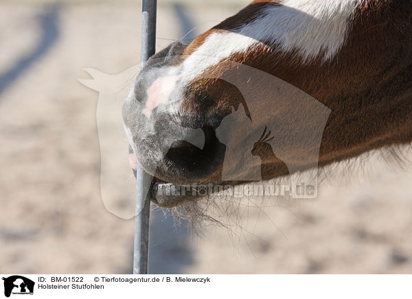 Holsteiner Stutfohlen / holsteiner foal / BM-01522