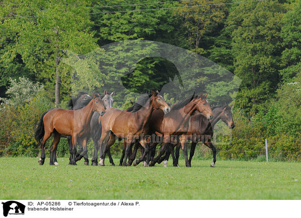 trabende Holsteiner / trotting Holsteiner horses / AP-05286