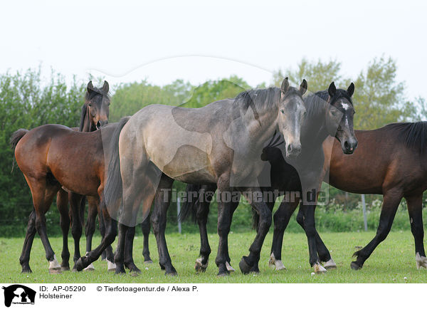 Holsteiner / Holsteiner horses / AP-05290