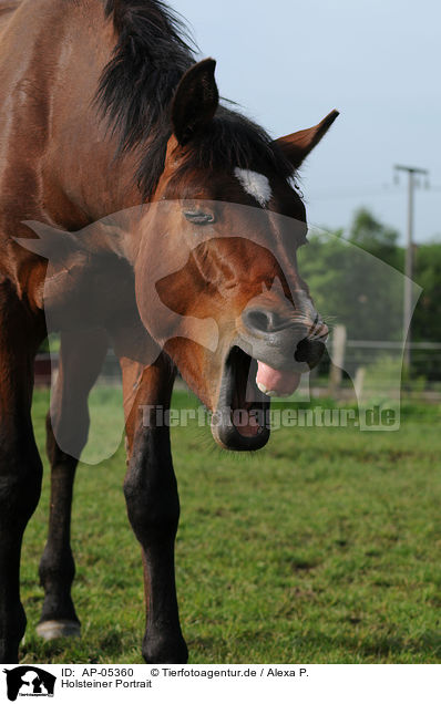 Holsteiner Portrait / Holstein Horse Portrait / AP-05360