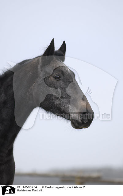 Holsteiner Portrait / holsteiner horse portrait / AP-05954