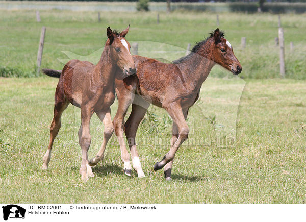 Holsteiner Fohlen / holsteiner foals / BM-02001