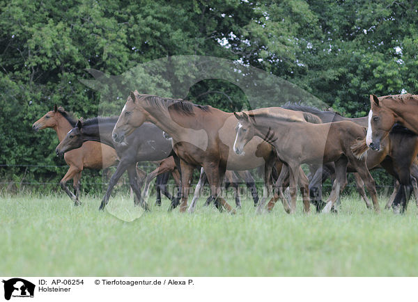 Holsteiner / Holsteiner horses / AP-06254