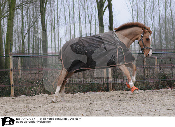 galoppierender Holsteiner / galloping warmblood / AP-07777