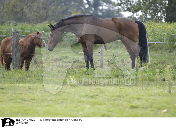 2 Pferde / 2 horses / AP-07829