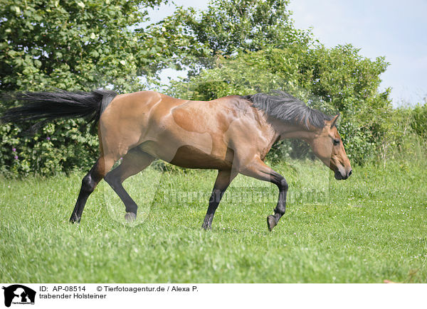 trabender Holsteiner / trotting Holsteiner horse / AP-08514