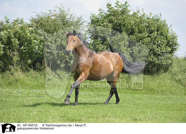 galoppierender Holsteiner / galloping Holsteiner horse / AP-08516