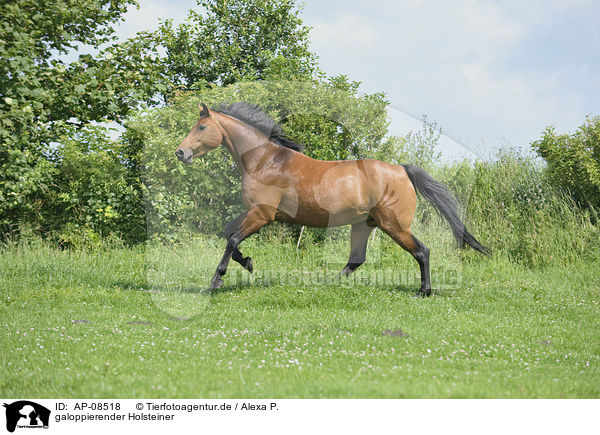 galoppierender Holsteiner / galloping Holsteiner horse / AP-08518