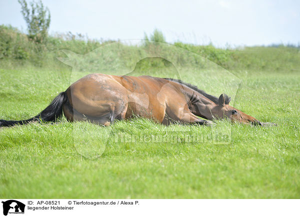 liegender Holsteiner / lying Holsteiner horse / AP-08521