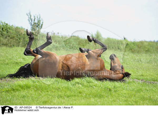 Holsteiner wlzt sich / rolling Holsteiner horse / AP-08524
