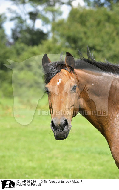 Holsteiner Portrait / Holsteiner horse portrait / AP-08526