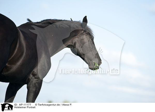 Holsteiner Portrait / Holstein Horse Portrait / AP-11177