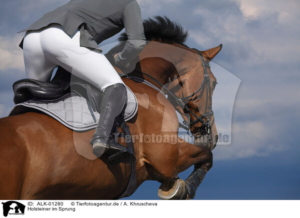 Holsteiner im Sprung / jumping holsteins horse / ALK-01280