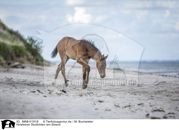 Holsteiner Stutfohlen am Strand / MAB-01918