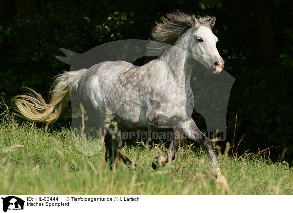 Irisches Sportpferd / Irish Sport Horse / HL-03444